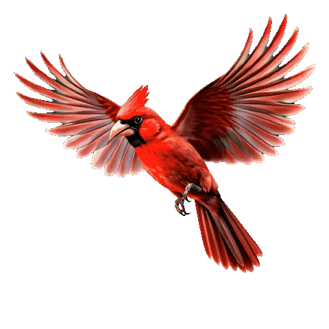 Red Birds