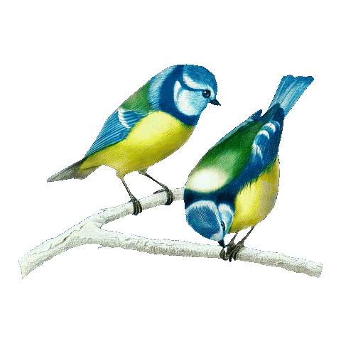 Birds